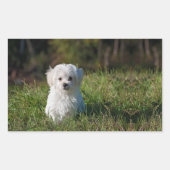 Sticker Rectangulaire Joli chiot blanc (Devant)