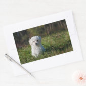 Sticker Rectangulaire Joli chiot blanc (Enveloppe)