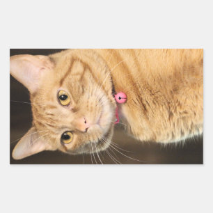 Sticker Rectangulaire Joli Penny