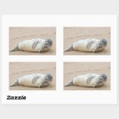 Sticker Rectangulaire Jolie Pose de phoque sur une plage (Feuille)
