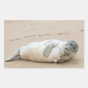 Sticker Rectangulaire Jolie Pose de phoque sur une plage