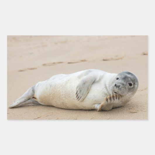 Sticker Rectangulaire Jolie Pose de phoque sur une plage (Devant)