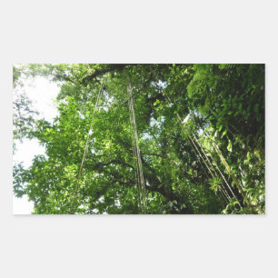 Sticker Rectangulaire Jungle Ropes Rainforest Photographie