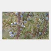 Sticker Rectangulaire Junipers (Devant)