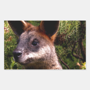 Sticker Rectangulaire Kangaroo