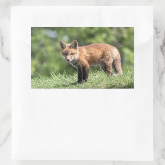Sticker Rectangulaire Kit Red Fox (Sac)
