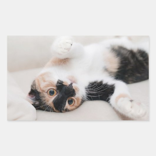 Sticker Rectangulaire Kitten (Devant)