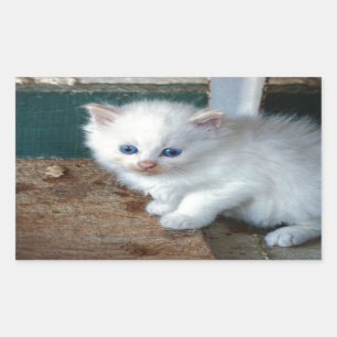 Sticker Rectangulaire Kitten blanc