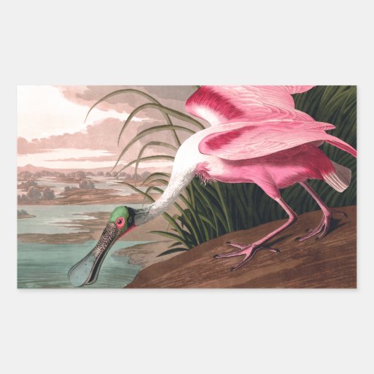 Sticker Rectangulaire La faune des oiseaux d'Audubon de Spoonbill Roseat (Devant)