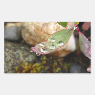 Sticker Rectangulaire La pluie tombe sur la feuille