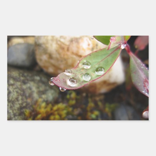 Sticker Rectangulaire La pluie tombe sur la feuille (Devant)