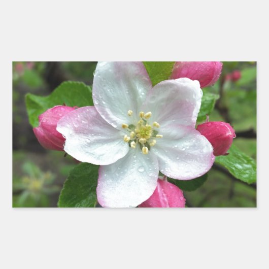 Sticker Rectangulaire La pluie tombe sur une petite fleur (Devant)