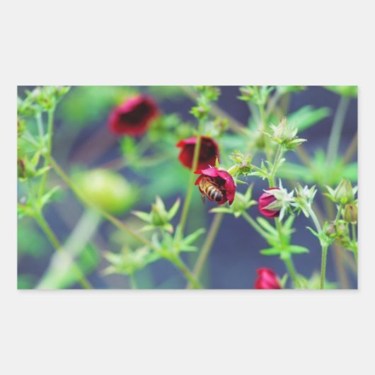 Sticker Rectangulaire L'abeille à la fleur rouge (Devant)