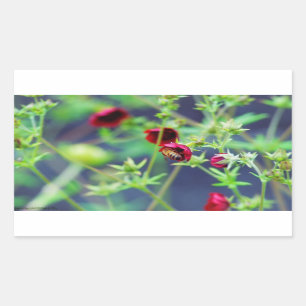 Sticker Rectangulaire L'abeille à la fleur rouge