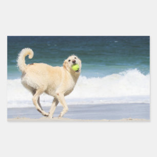 Sticker Rectangulaire Labradoodle - Joyeuse journée sur la plage