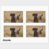 Sticker Rectangulaire Labrador chocolat en train de se lécher complèteme (Feuille)