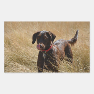 Sticker Rectangulaire Labrador chocolat en train de se lécher complèteme