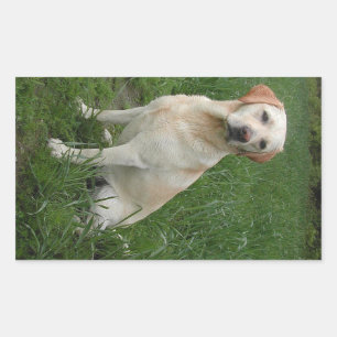 Sticker Rectangulaire Labrador jaune assis