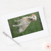 Sticker Rectangulaire Labrador jaune assis (Enveloppe)
