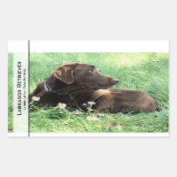Labrador Retriever Et Fleurs Violettes