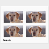 Sticker Rectangulaire Labrador Retriever jaune (Feuille)