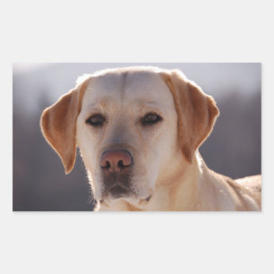 Sticker Rectangulaire Labrador Retriever jaune