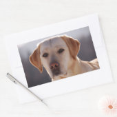 Sticker Rectangulaire Labrador Retriever jaune (Enveloppe)