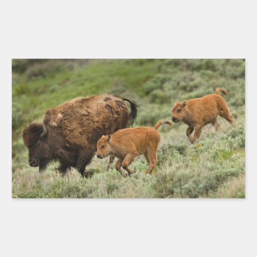 Sticker Rectangulaire Lamar Valley Mini Stampede (Devant)