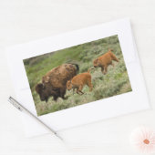 Sticker Rectangulaire Lamar Valley Mini Stampede (Enveloppe)