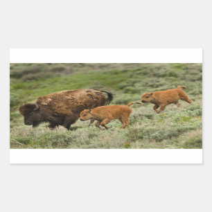 Sticker Rectangulaire Lamar Valley Mini Stampede