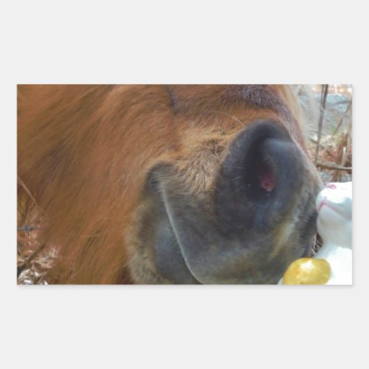 Sticker Rectangulaire Lapin de Pâques et cheval Brown (Devant)