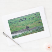 Sticker Rectangulaire Le bison américain (Enveloppe)