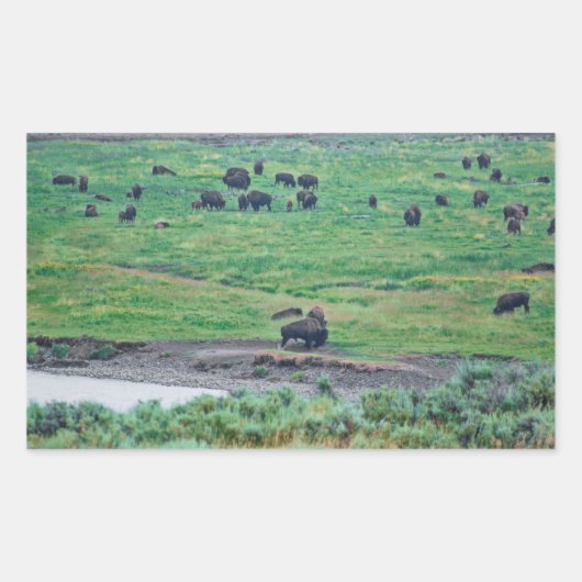 Sticker Rectangulaire Le bison américain (Devant)