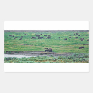 Sticker Rectangulaire Le bison américain