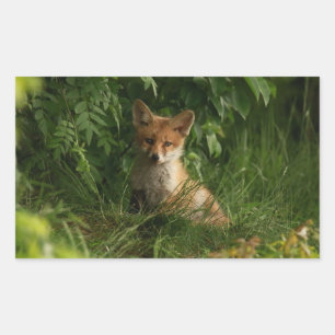 Sticker Rectangulaire Le chou renard dans une forêt verte