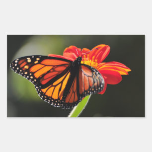 Sticker Rectangulaire Le papillon Monarque sur la tortue de tournesol me