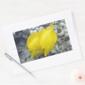 Sticker Rectangulaire Le Poisson Tang Jaune (Enveloppe)