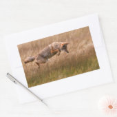 Sticker Rectangulaire Leapage de coyote - Gibbon Meadows (Enveloppe)