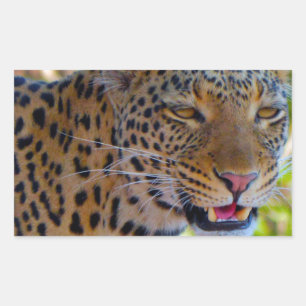 Sticker Rectangulaire Leopard tacheté