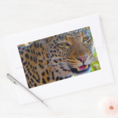 Sticker Rectangulaire Leopard tacheté (Enveloppe)