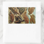 Sticker Rectangulaire Les tortues Haeckel (Sac)