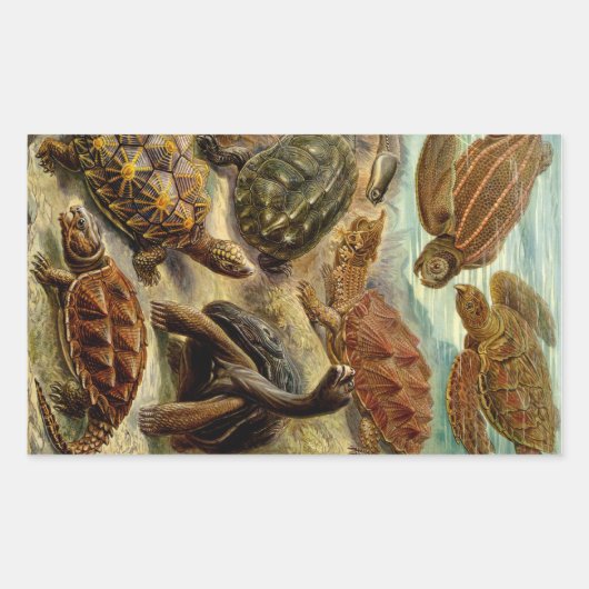 Sticker Rectangulaire Les tortues Haeckel (Devant)