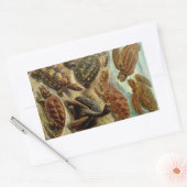 Sticker Rectangulaire Les tortues Haeckel (Enveloppe)