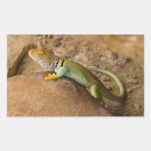 Sticker Rectangulaire Lézard à collerette