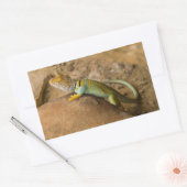 Sticker Rectangulaire Lézard à collerette (Enveloppe)