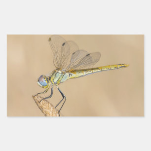 Sticker Rectangulaire Libellule Skimmer Insecte Femelle (CC BY 4.0)