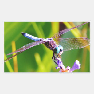 Sticker Rectangulaire libellule turquoise et violette