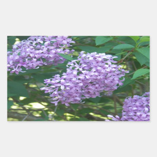 Sticker Rectangulaire Lilas d'odeur agréable