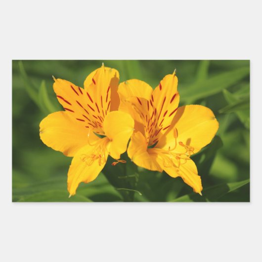 Sticker Rectangulaire Lilies péruviennes (Devant)
