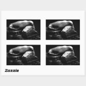 Sticker Rectangulaire Lion de mer dormant .1781 (Feuille)